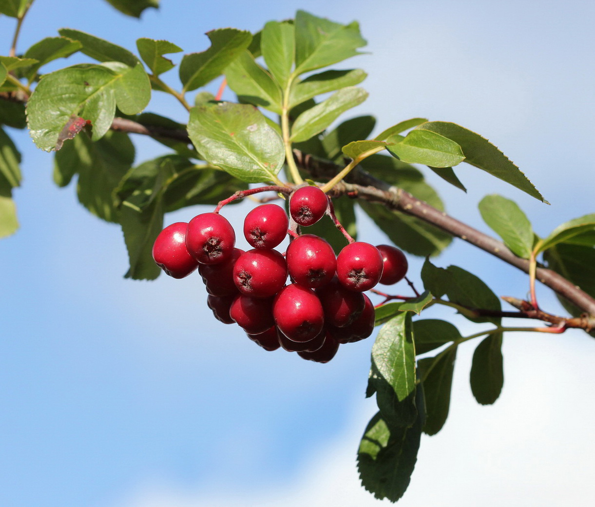 Image of &times; Crataegosorbus miczurinii specimen.