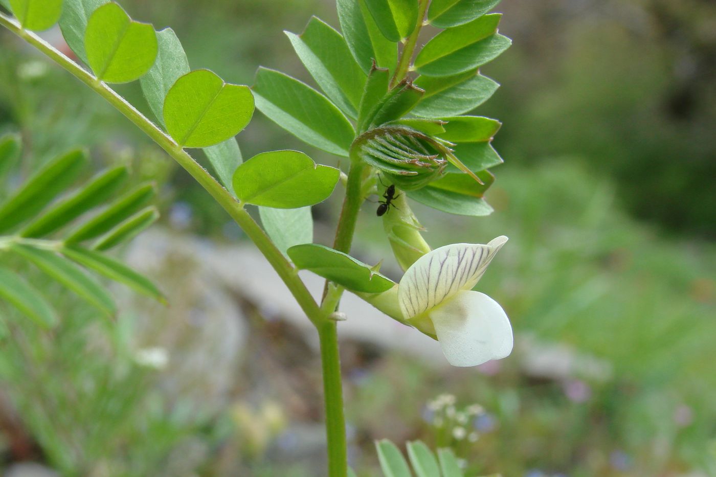 Image of Vicia hyrcanica specimen.