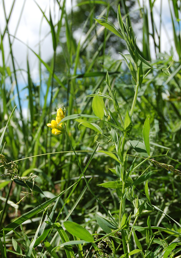 Изображение особи Lathyrus pratensis.