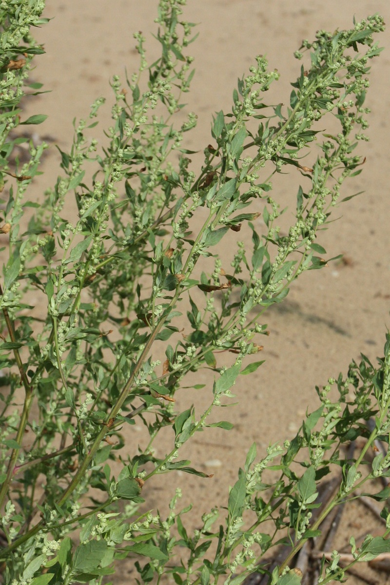 Image of Chenopodium striatiforme specimen.