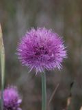 род Allium. Соцветие. Республика Алтай, Кош-Агачский р-н, плоскогорье Укок, окр. оз. Гусиное, степь. 4 августа 2020 г.