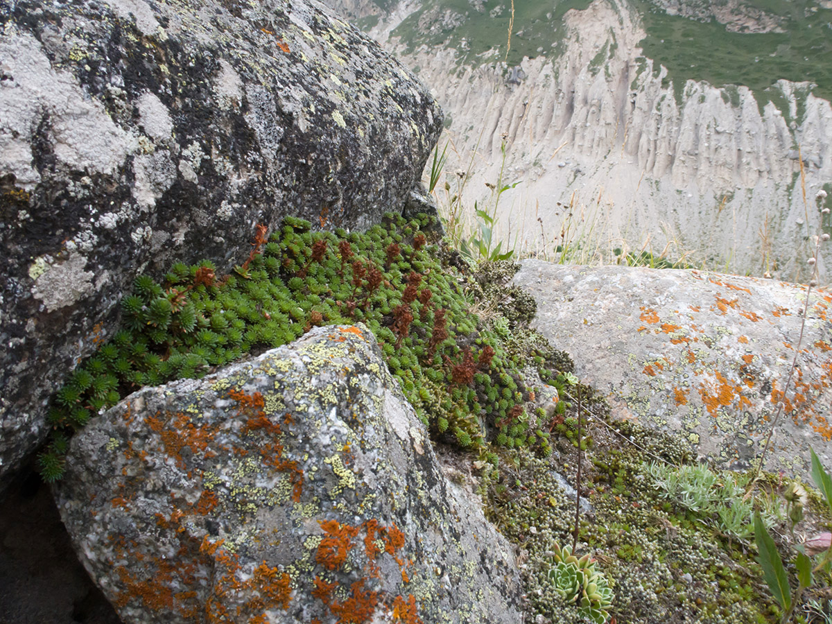 Image of Saxifraga caucasica specimen.