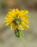 genus Hieracium. Раскрывшееся и нераскрывшееся соцветия. Кабардино-Балкария, Черекский р-н, Кабардино-Балкарский высокогорный заповедник, Черек-Безенгийское ущелье, окр. альплагеря \"Безенги\", ≈ 2200 м н.у.м., отложенная боковая морена, альпийский луг, на моховой подушке. 18.08.2021.