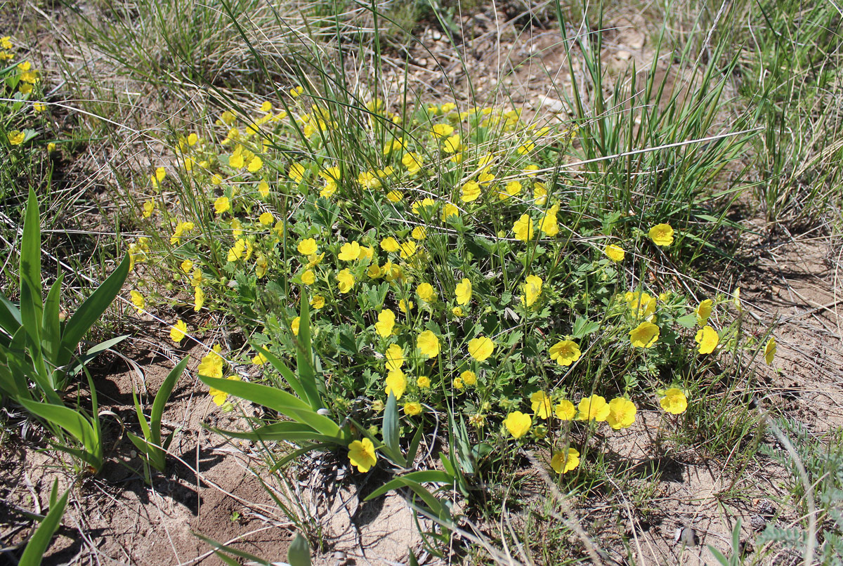 Image of Potentilla incana specimen.