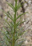 Reseda globulosa