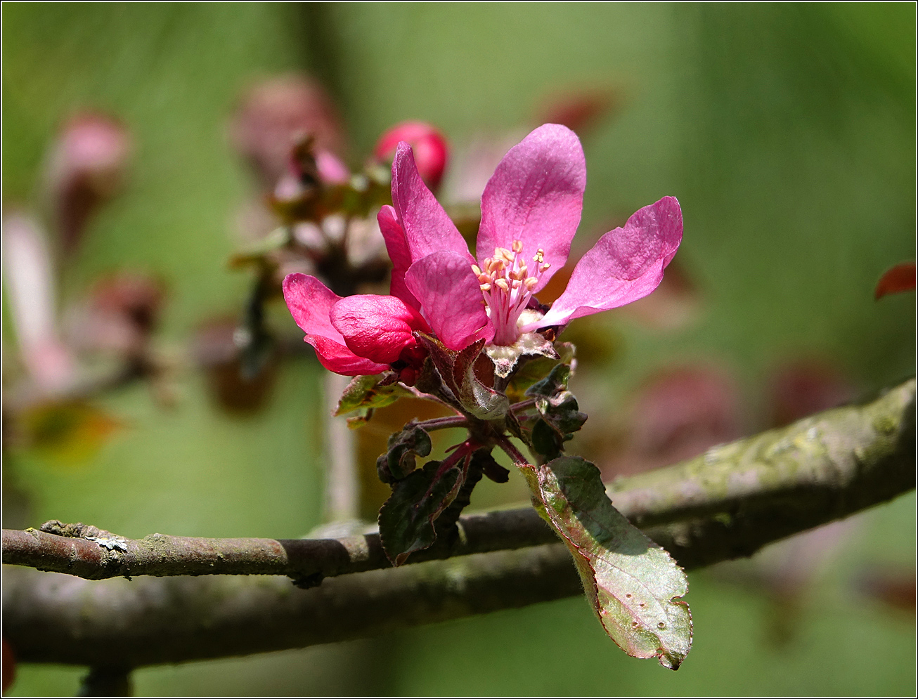 Image of Malus niedzwetzkyana specimen.