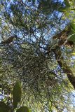 Rhipsalis baccifera. Вегетирующее растение. Мадагаскар, провинция Махадзанга, регион Боэни, окр. Марувуй, между реками Бетсибока и Махаджамба, заповедник \"Анкарафанцика\" 29.04.2018.