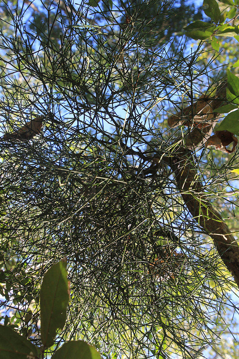 Image of Rhipsalis baccifera specimen.