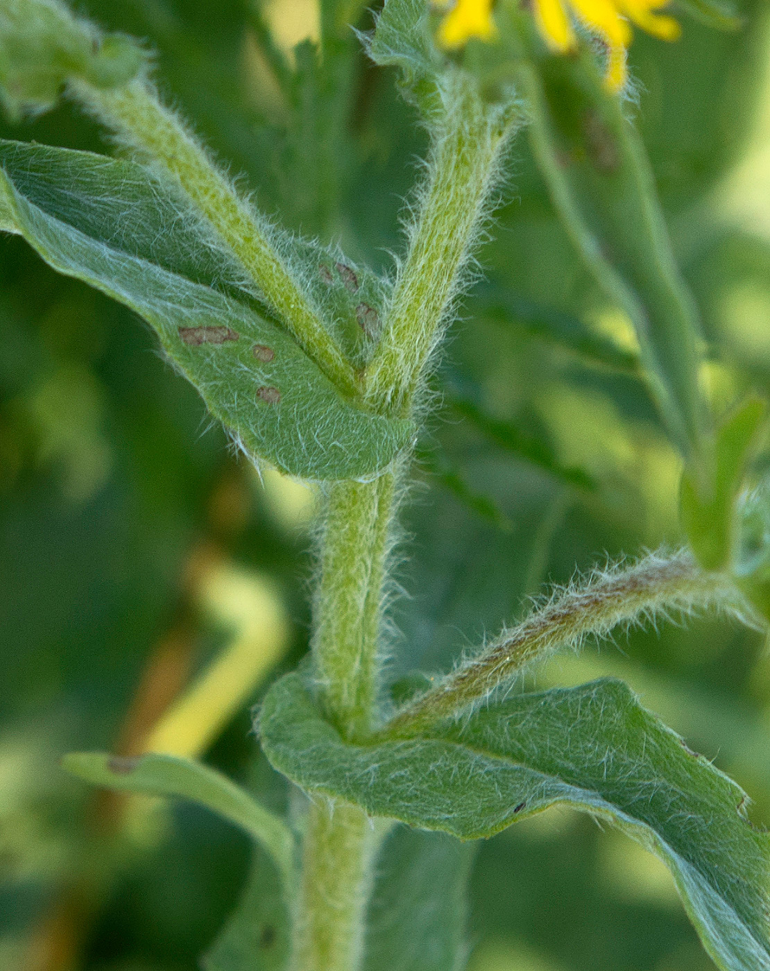 Изображение особи Inula britannica.