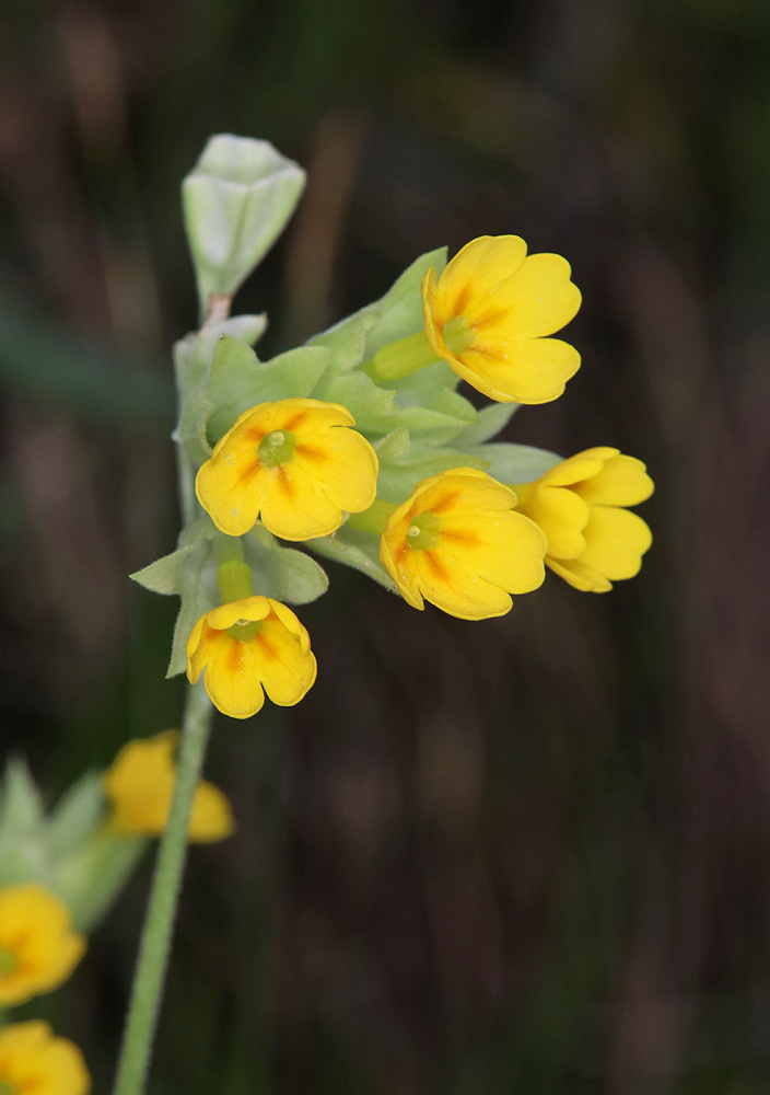 Image of Primula macrocalyx specimen.