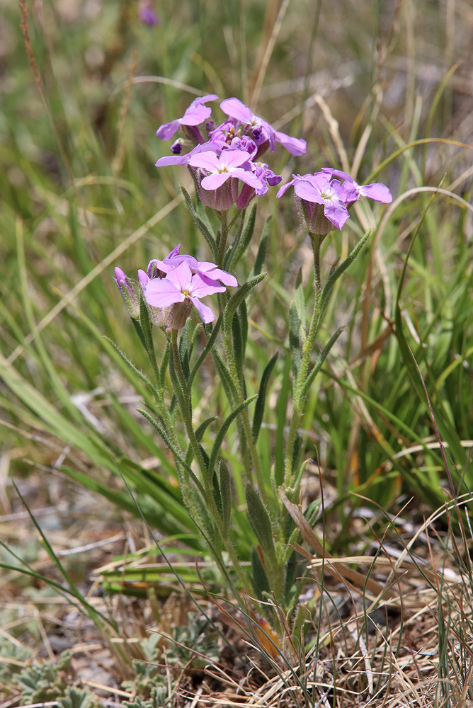 Image of Clausia aprica specimen.