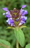 Prunella vulgaris