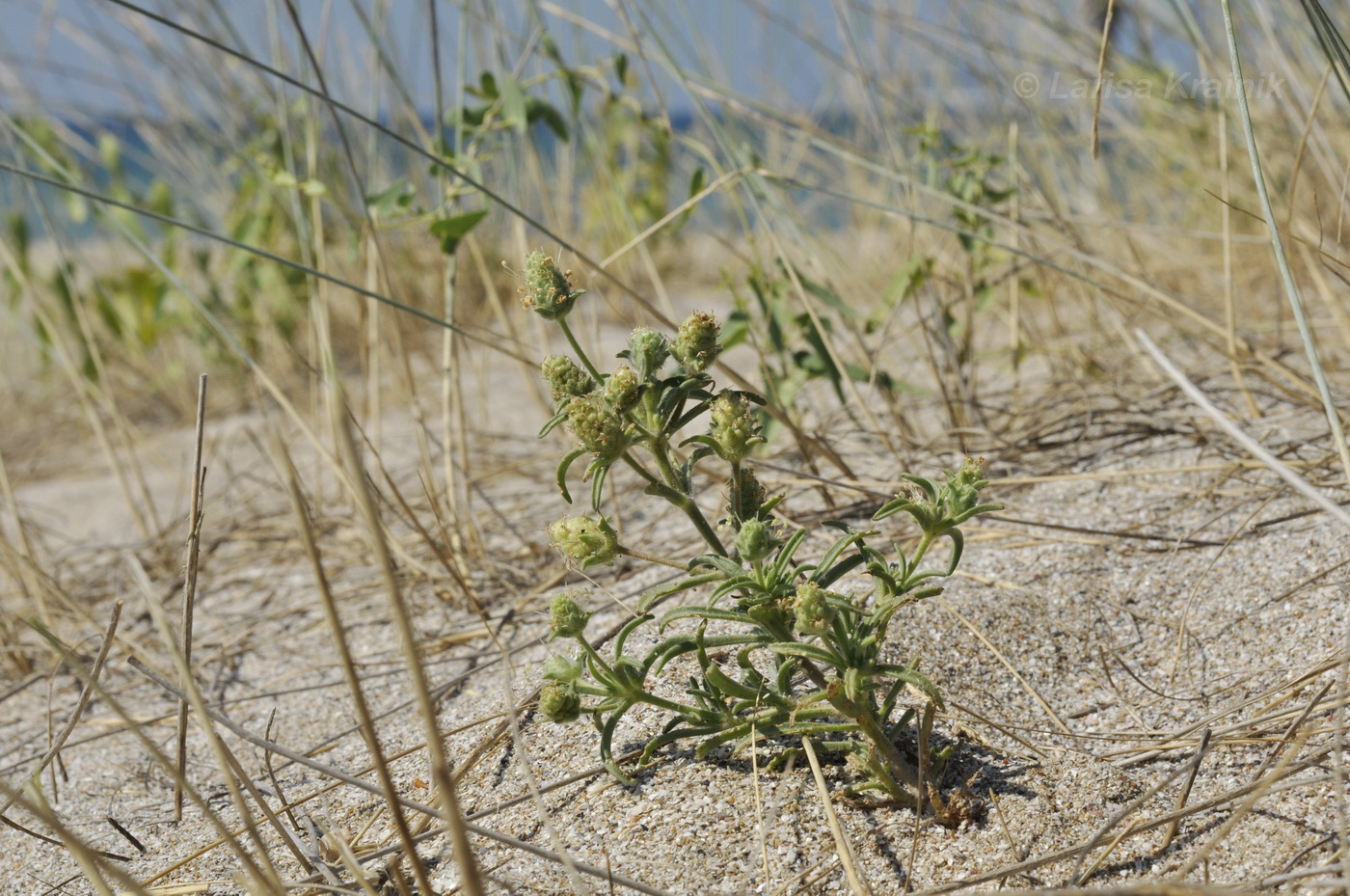 Изображение особи Plantago arenaria.