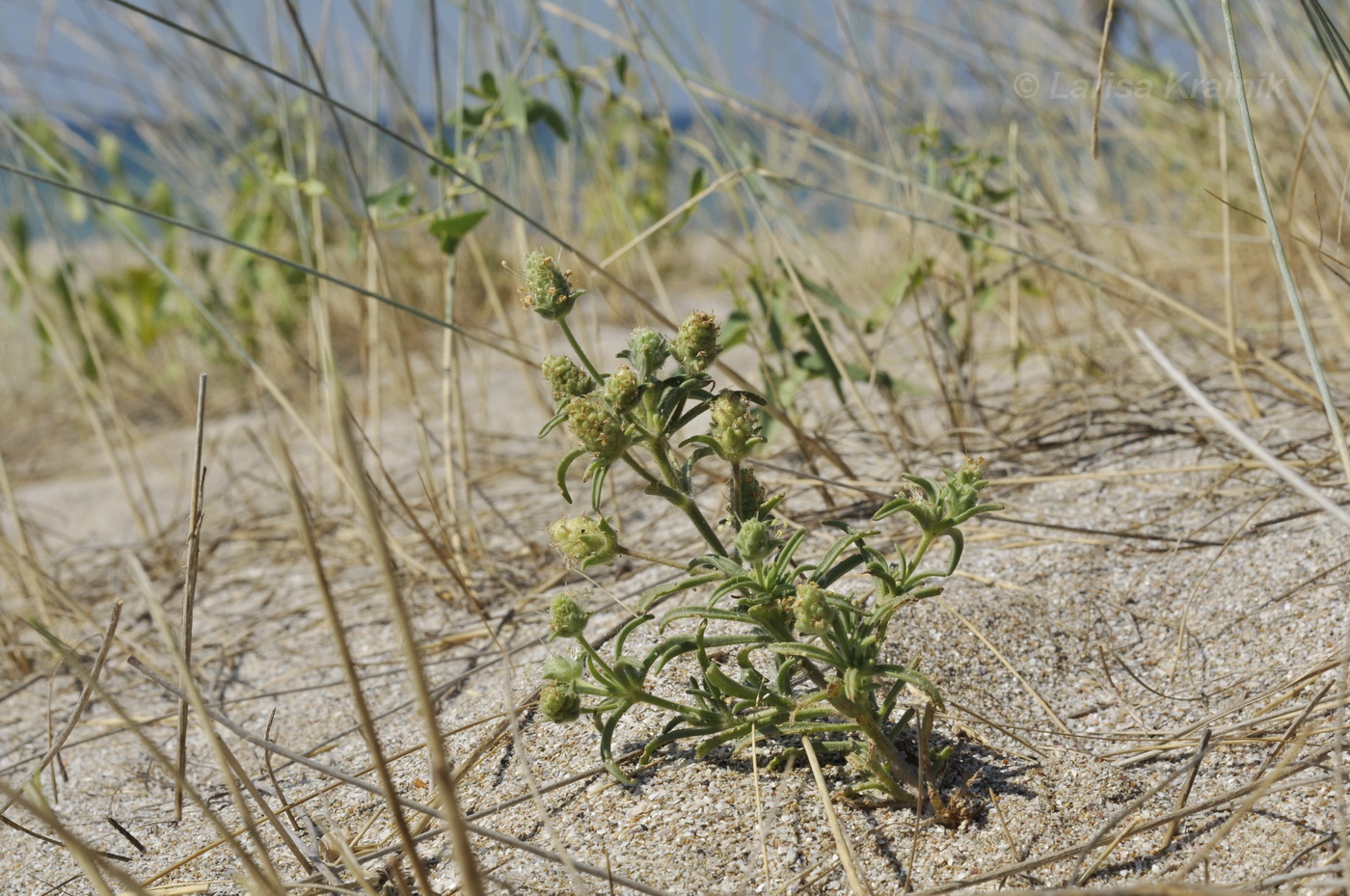 Image of Plantago arenaria specimen.