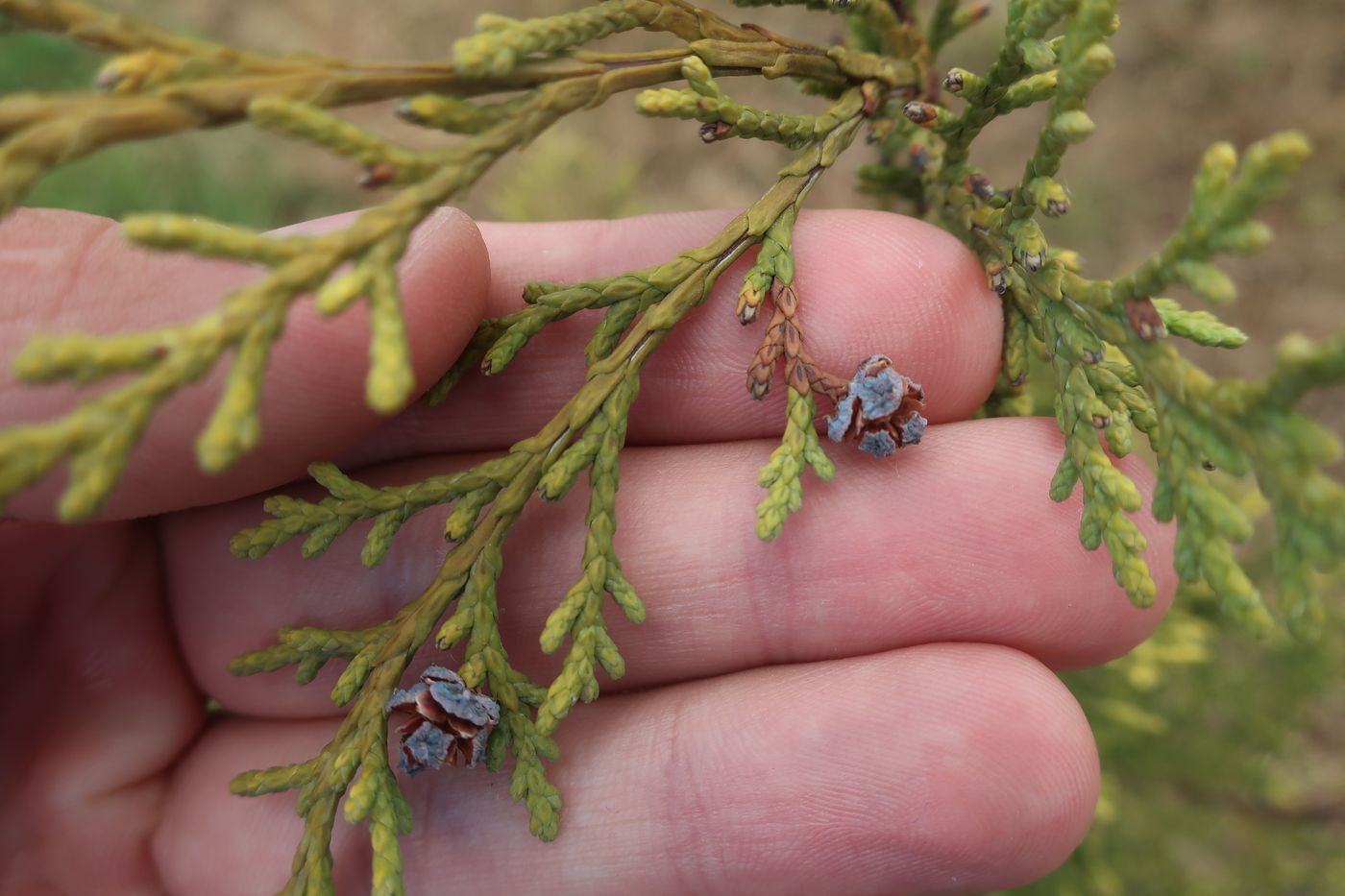 Изображение особи Chamaecyparis lawsoniana.