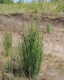 Equisetum ramosissimum