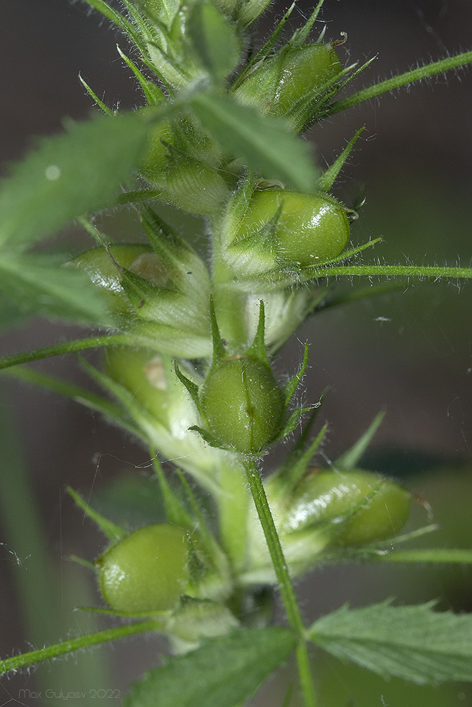 Image of Ononis pusilla specimen.
