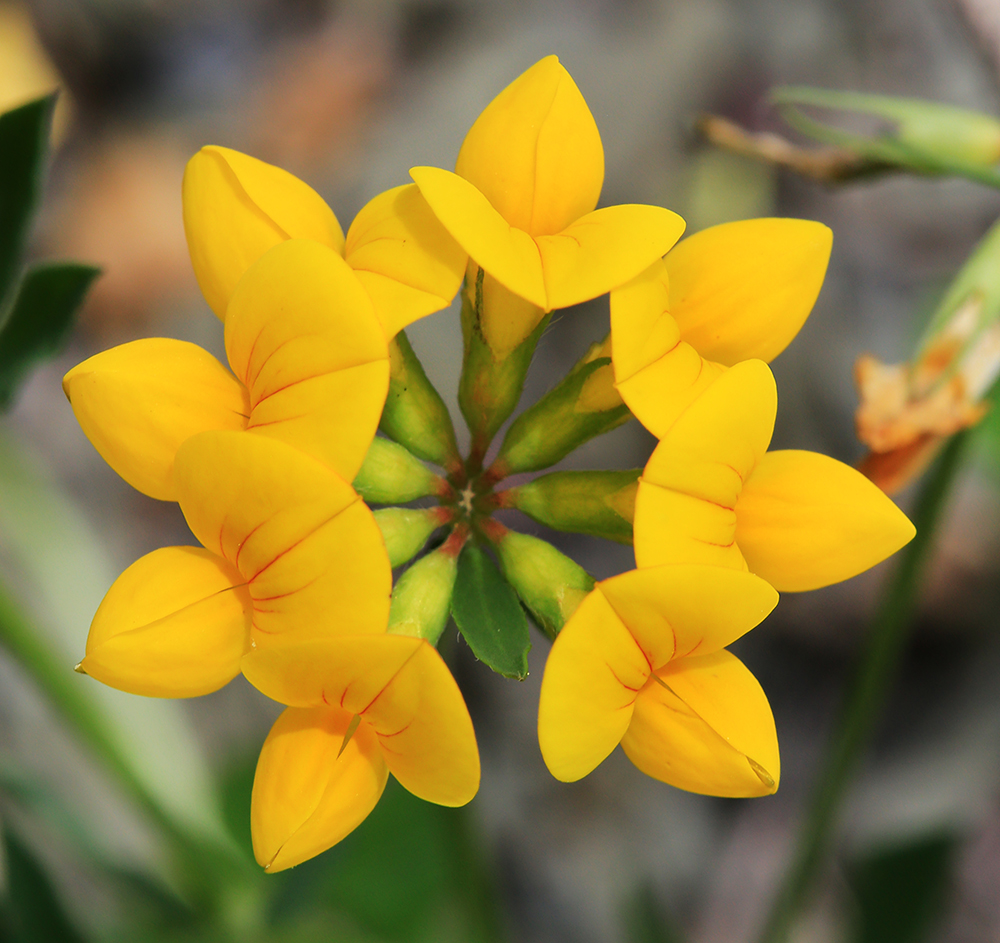 Image of Lotus corniculatus specimen.