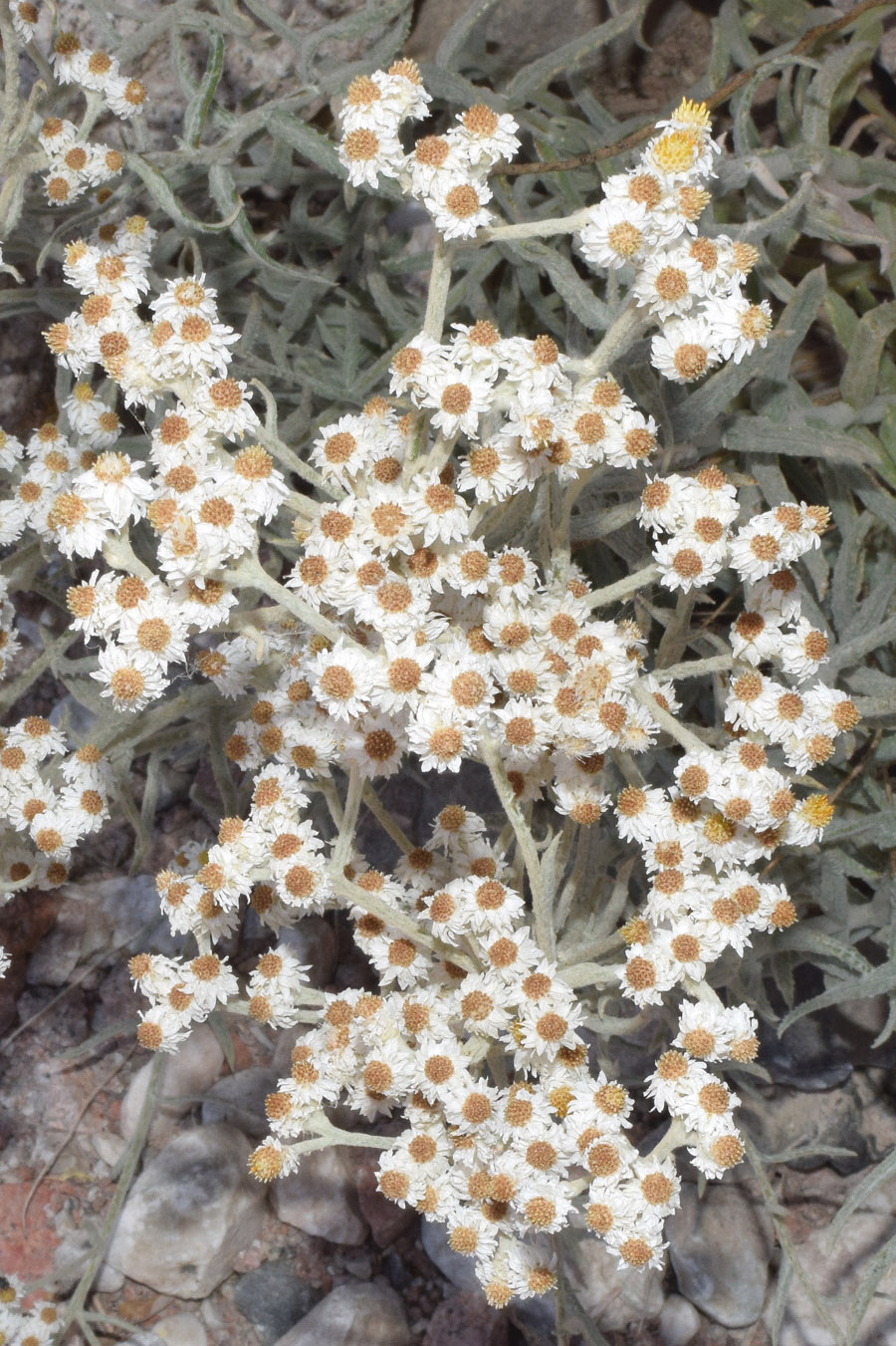 Изображение особи Anaphalis velutina.