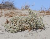 Chrozophora gracilis. Плодоносящее растение. Узбекистан, Ферганская обл., Язъяванский р-н, Язъяванские пески, частично закреплённые дюны. 17 сентября 2022 г.
