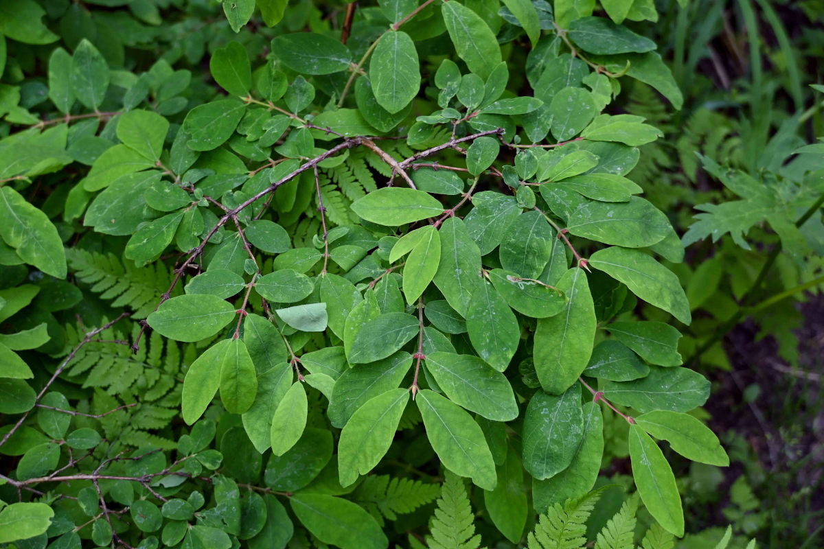 Image of Lonicera edulis specimen.