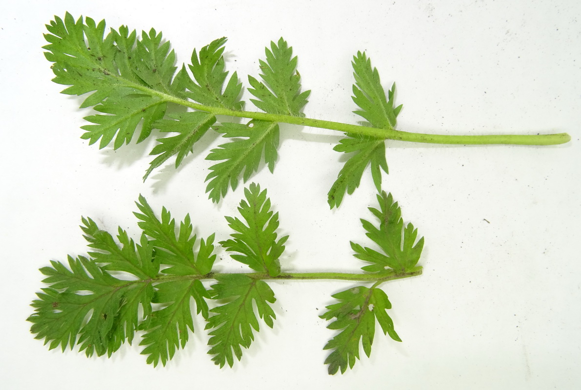 Image of Erodium cicutarium specimen.