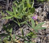 Trifolium lupinaster