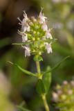 Thymus marschallianus