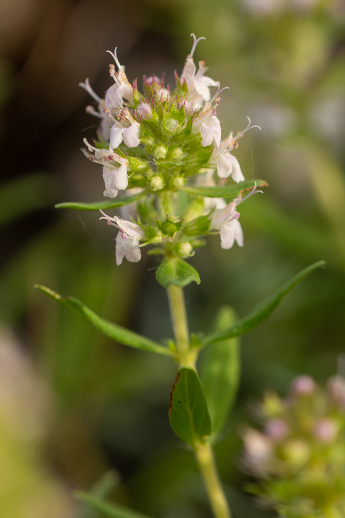 Изображение особи Thymus marschallianus.