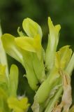 Astragalus sewertzowii