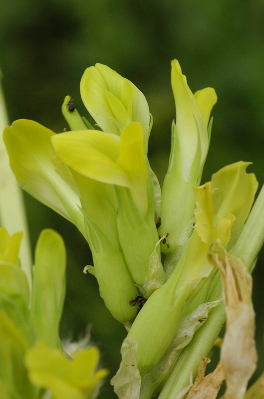 Изображение особи Astragalus sewertzowii.