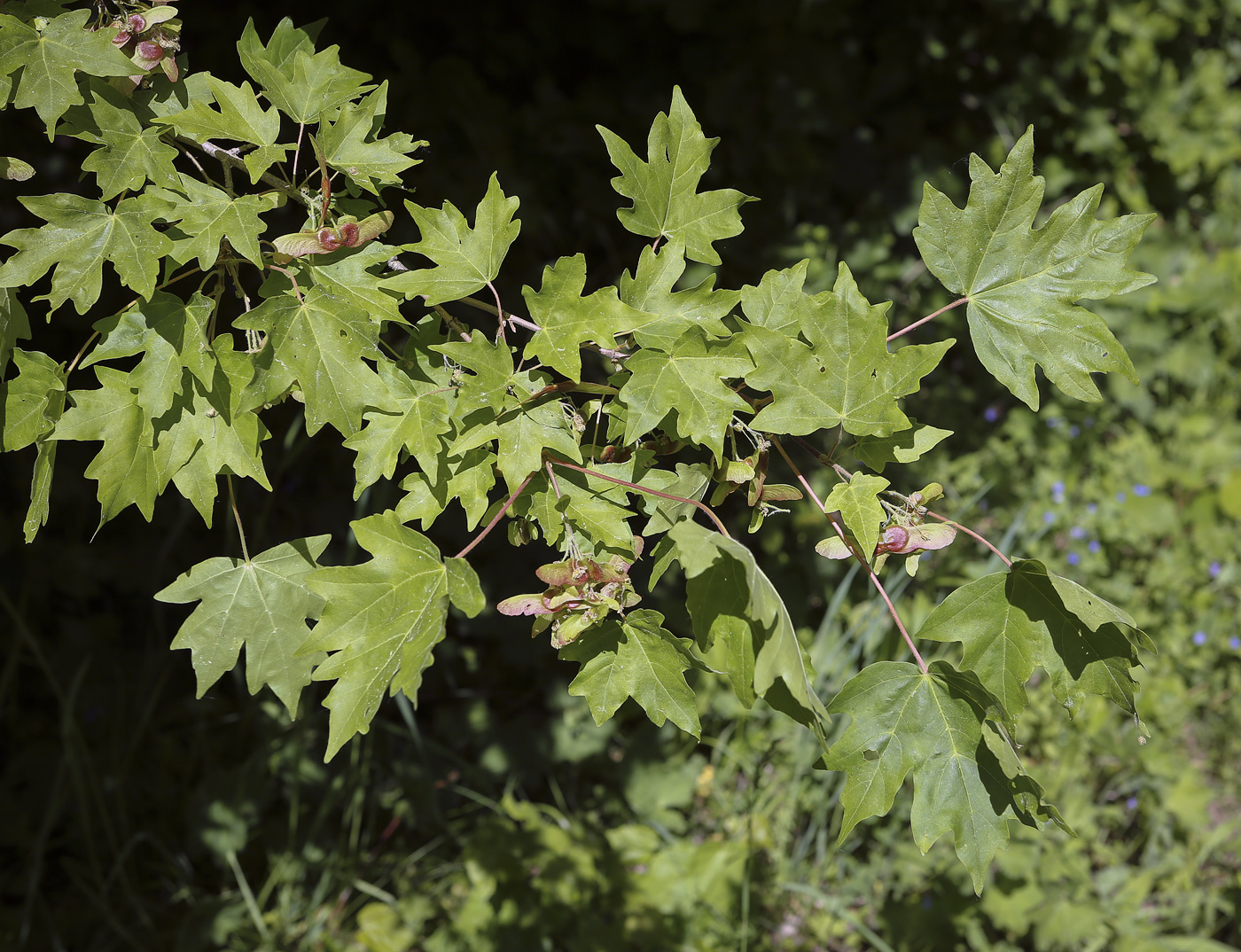 Изображение особи Acer campestre.
