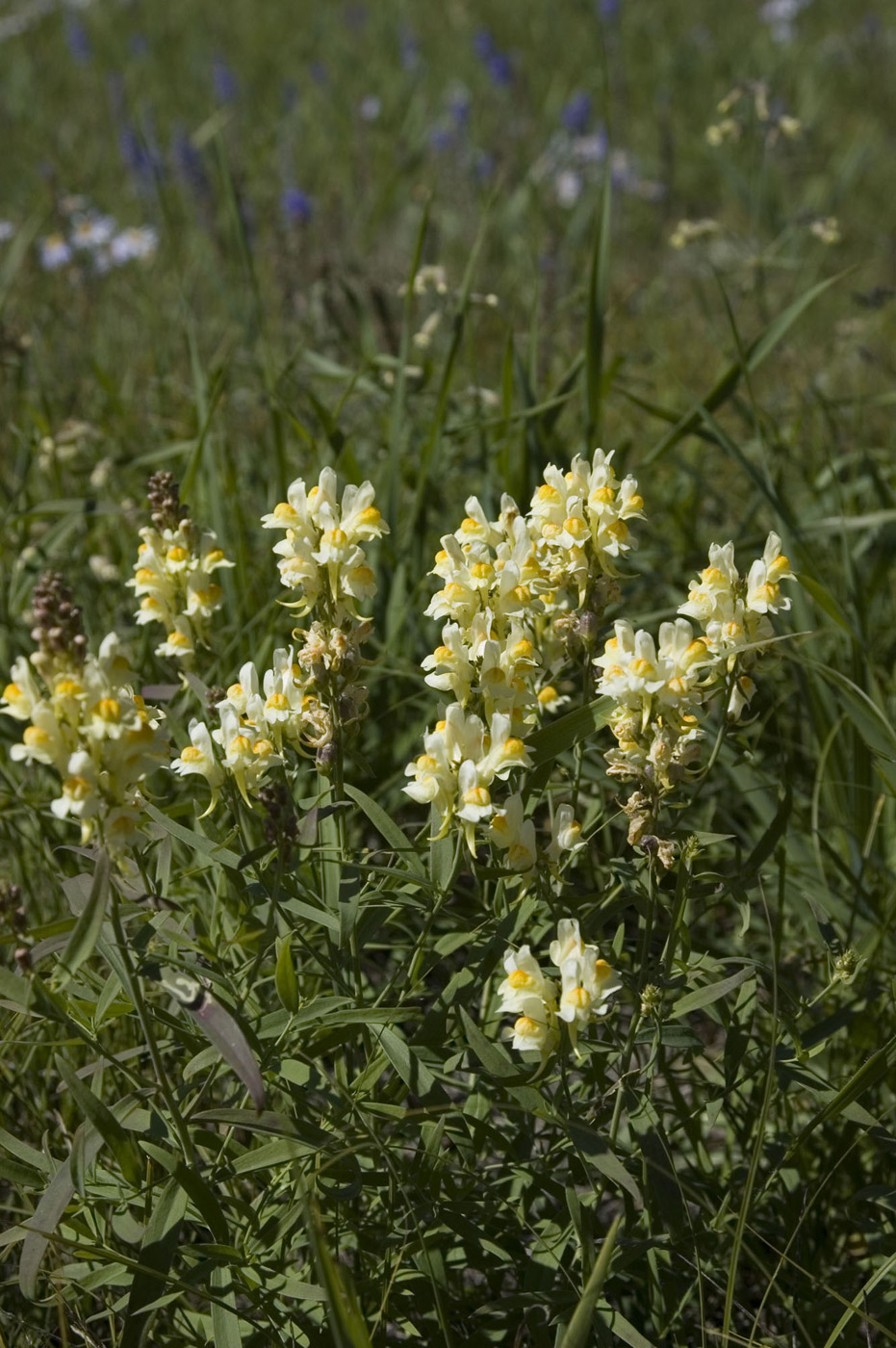 Изображение особи Linaria melampyroides.