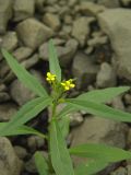 Erysimum cheiranthoides. Верхушка цветущего растения. Красноярский край, Эвенкийский р-н, государственный природный заповедник \"Тунгусский\", окр. устья р. Чамба, подножье скалы. 06.07.2013.