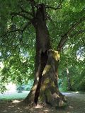 genus Tilia. Плодоносящее сенильное растение с выгнившей древесиной. Краснодарский край, г. Адлер, парк \"Южные культуры\". 11.09.2022.