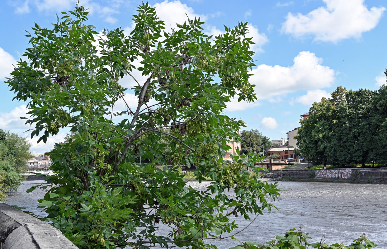 Image of genus Fraxinus specimen.