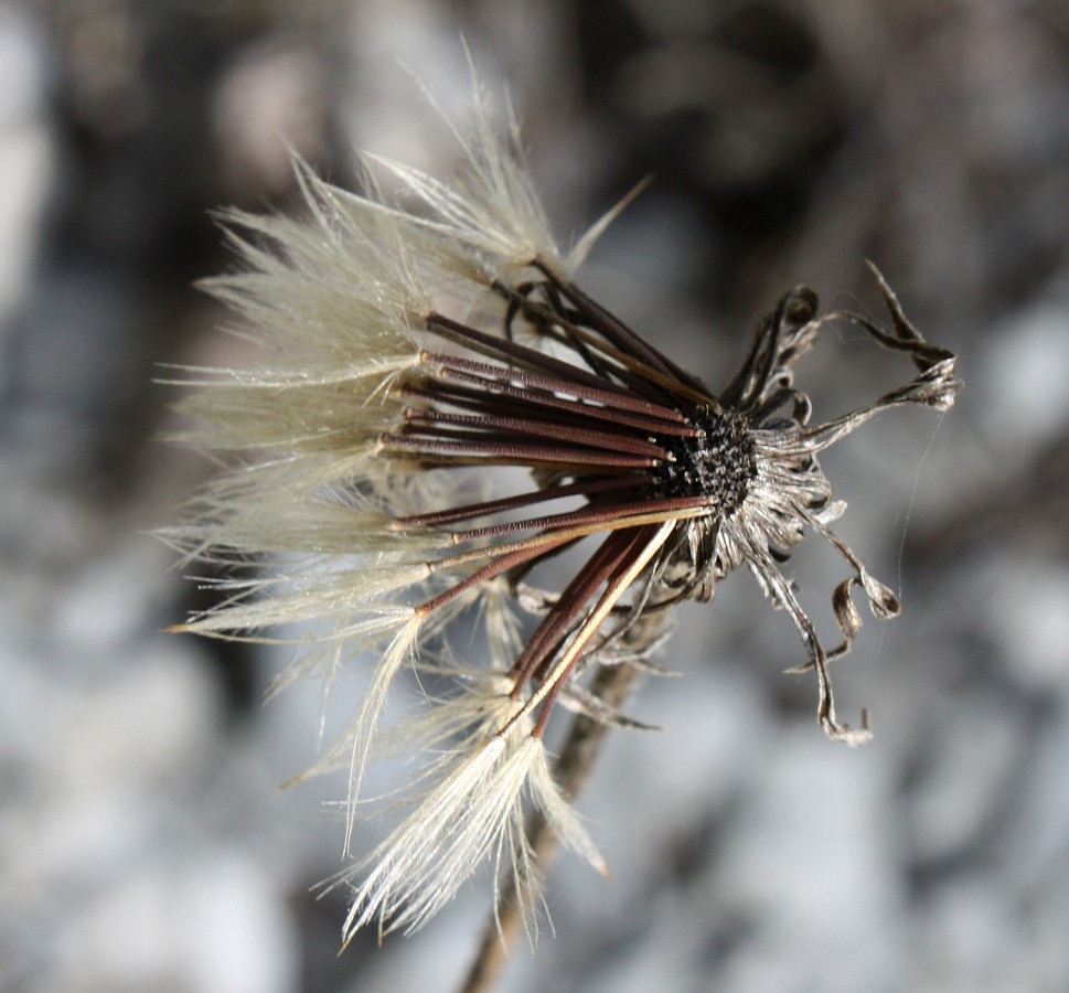 Изображение особи Leontodon biscutellifolius.