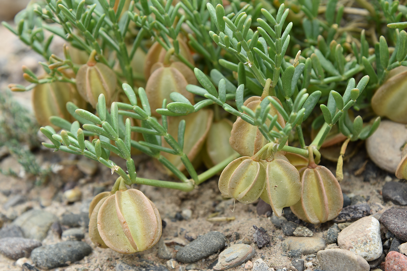 Image of Zygophyllum kegense specimen.