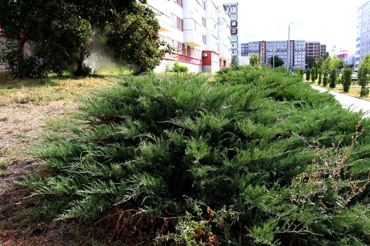 Image of Juniperus sabina specimen.