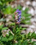 Hedysarum branthii. Отцветающее соцветие. Хабаровский край, р-н им. Полины Осипенко, хр. Дуссе-Алинь, окр. оз. Горное, ≈ 1300 м н.у.м., каменистый склон. 21.07.2021.