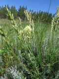 Oxytropis hippolyti