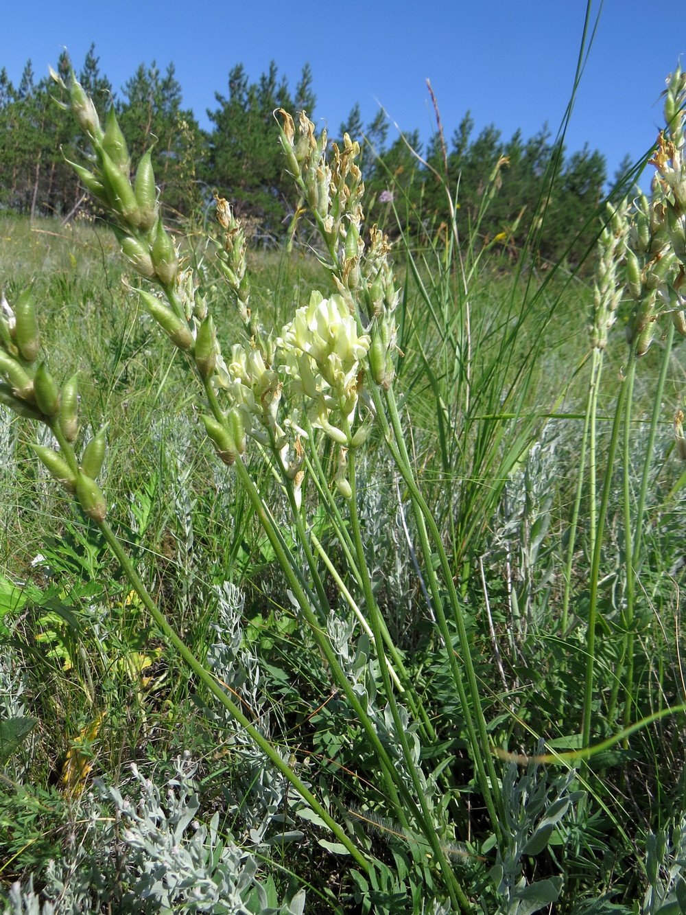 Изображение особи Oxytropis hippolyti.