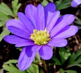 Anemone blanda