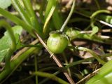 Смотреть изображение род Viola