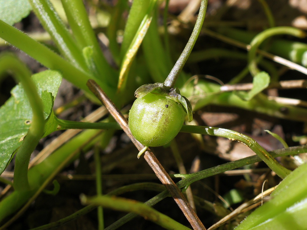 Image of genus Viola specimen.