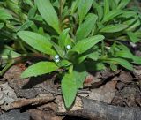 Myosotis sparsiflora