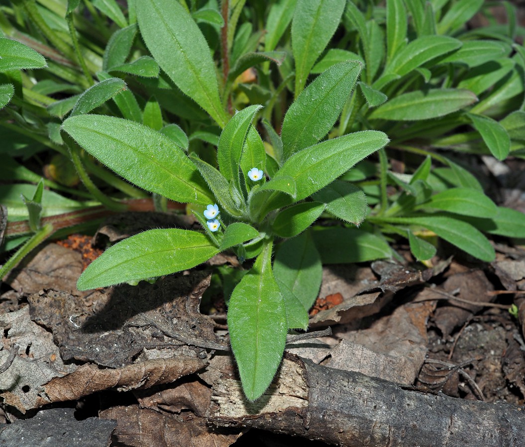 Image of Myosotis sparsiflora specimen.