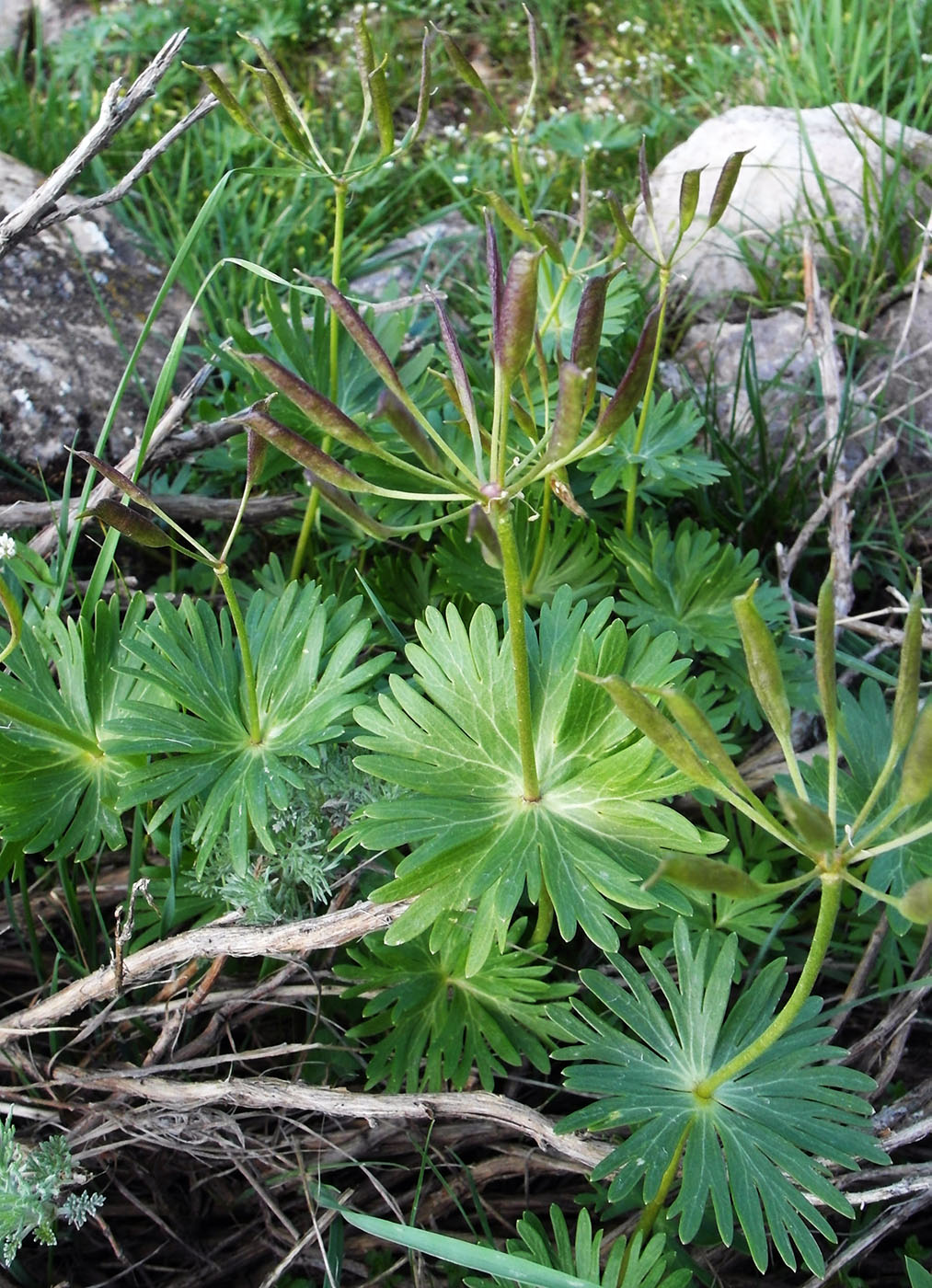 Image of Eranthis longistipitata specimen.