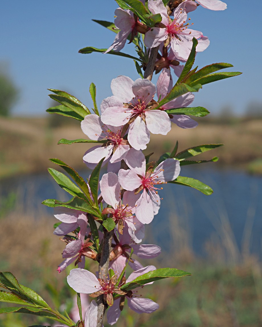 Изображение особи Amygdalus nana.