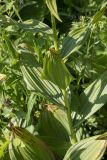 Veratrum lobelianum